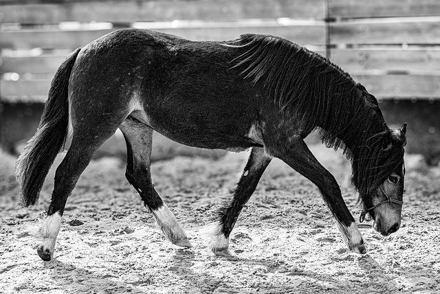 20240331_cooper ranch südharz (d800)