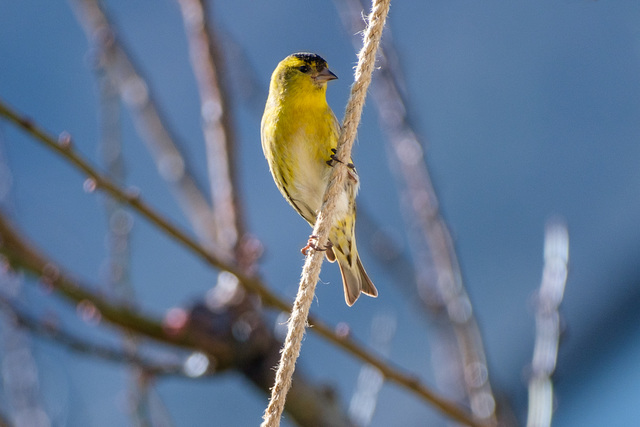 Erlenzeisig an der Vogelhausaufhängung