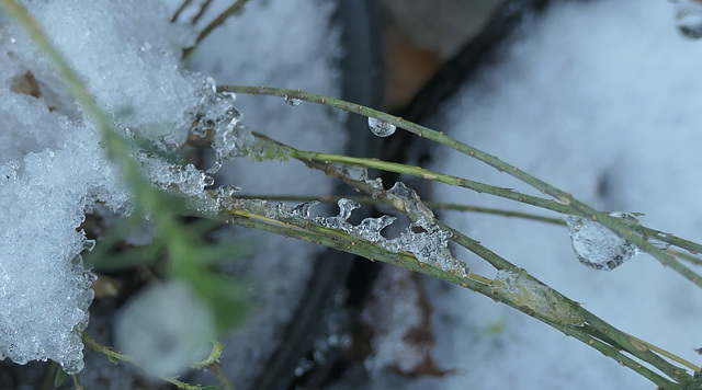 Petite scène hivernale !