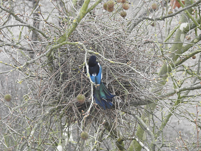 Elster in der Platane am Nest