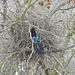 Elster in der Platane am Nest