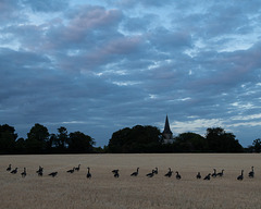 August 6: church and geese August 6: church and geese