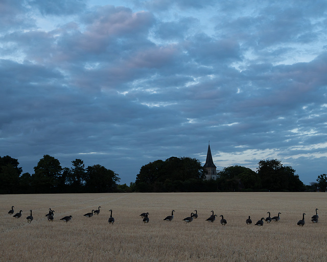 August 6: church and geese