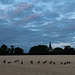 August 6: church and geese August 6: church and geese
