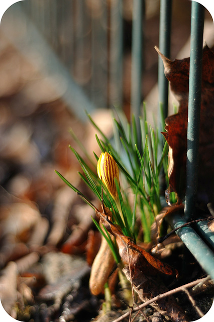 the first crocus in 2015