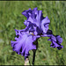 Iris Blenheim Royal (3)