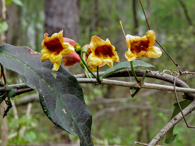 Bignonia capreolata (Crossvine)