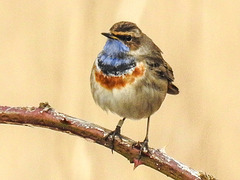 20180403 3458CPw [D~AUR] Blaukehlchen (Luscinia cyanecula), Leybucht, Greetsiel