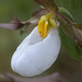 Mountain Lady's Slipper