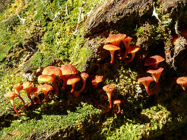 A family of very tiny mushrooms