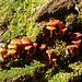 A family of very tiny mushrooms