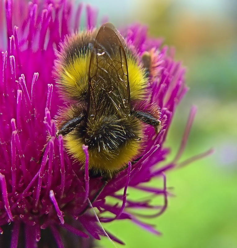 Bee 4