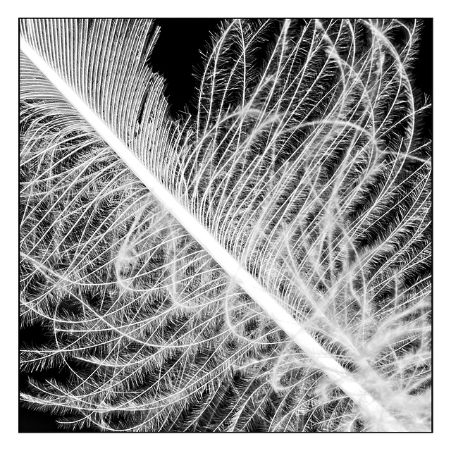 Feather Abstract