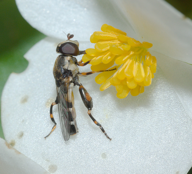 HoverflyIMG 6349