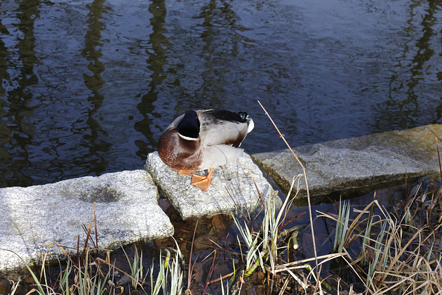 sleepy duck