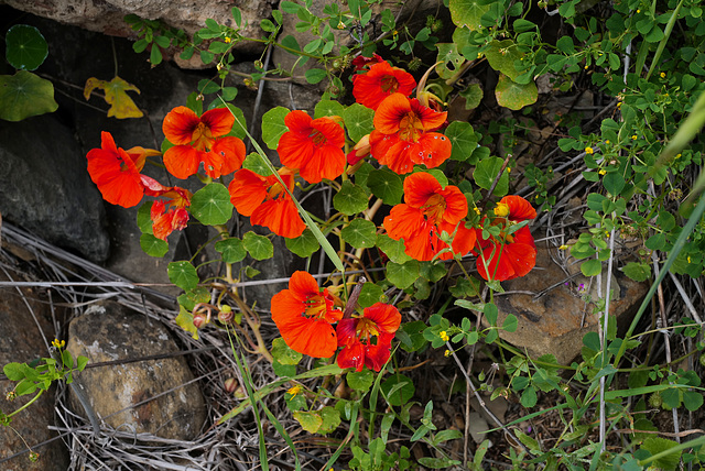 Tropaeolum majus, Brassicales