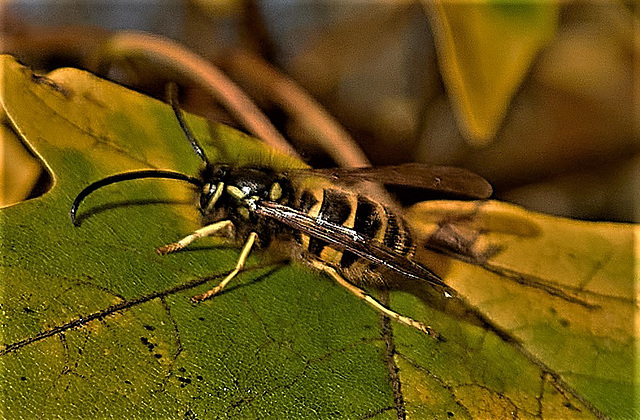 Wasp 3