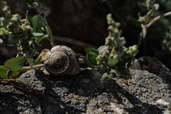 Snail enjoying Autumnal sun