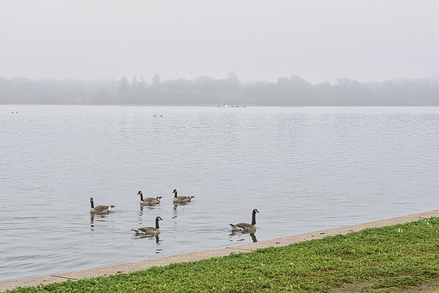 Canada Geese on Wascana Lake