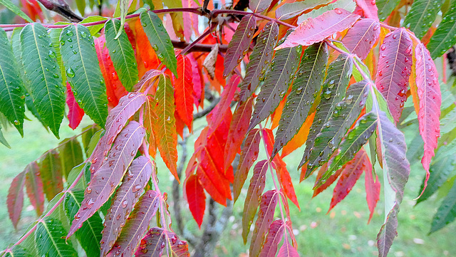 Le festival des couleurs est en marche...