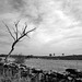 Penedos, Dead Almond tree... HFF