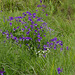 20230606 -08 Lozère tritons (236)