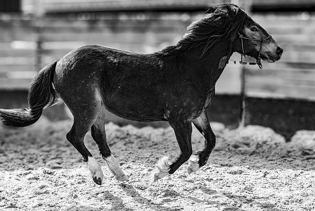 20240331_cooper ranch südharz (d800)