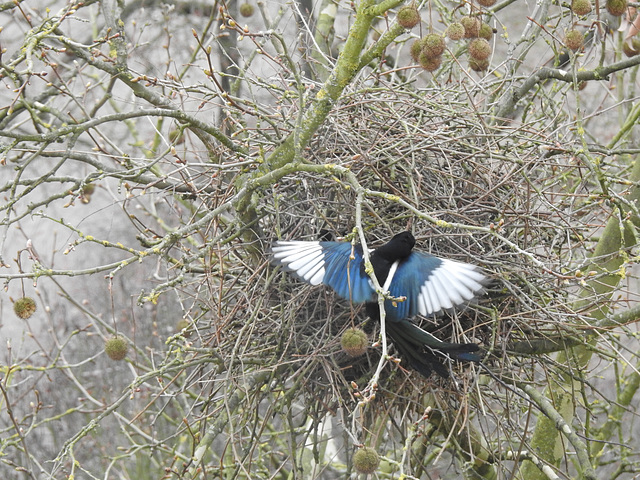 Elster am Nest in der Platane