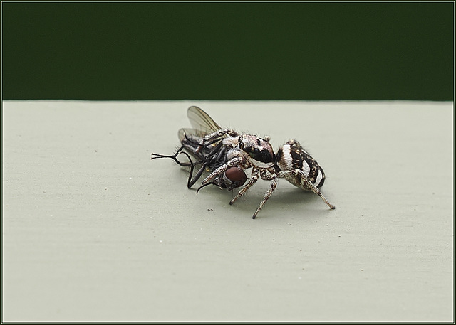 Spider, fly