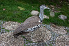 20140926 5458VRAw [D~SFA] Trappe, Vogelpark, Walsrode