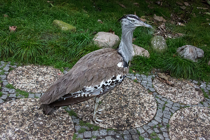 20140926 5458VRAw [D~SFA] Trappe, Vogelpark, Walsrode