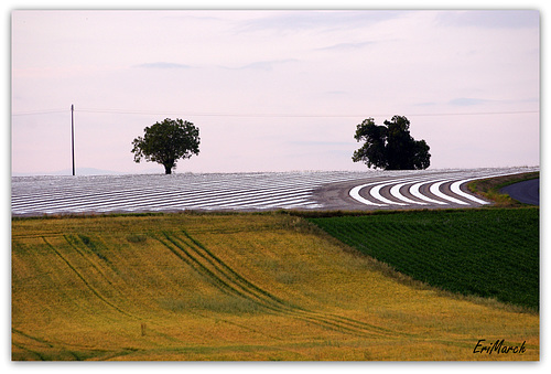 Des lignes dans les champs..