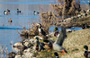 20150216 7033VRTw [D~SHG] Kormoran (Phalacrocorax carbo), Stockenten, Weser, Rinteln