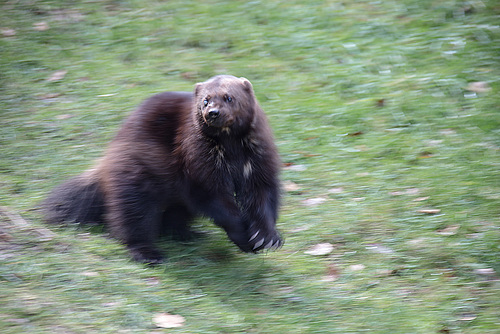 20160303 0096VRAw [D~BI] Vielfraß (Gula gula), Tierpark Olderdissen, Bielefeld
