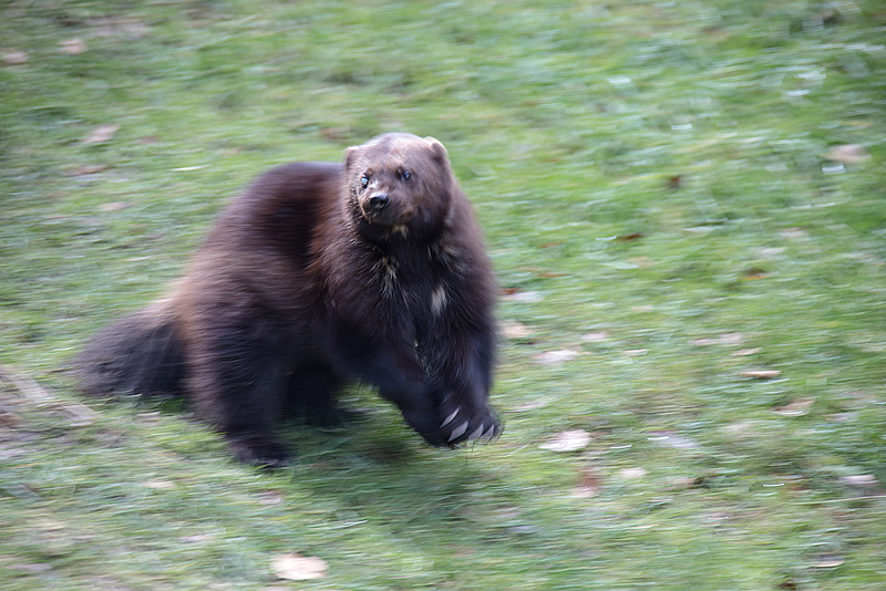 20160303 0096VRAw [D~BI] Vielfraß (Gula gula), Tierpark Olderdissen, Bielefeld