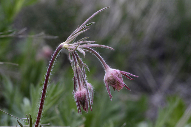 Prairie Smoke