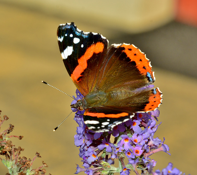 Red Admiral. Vanessa atalanta