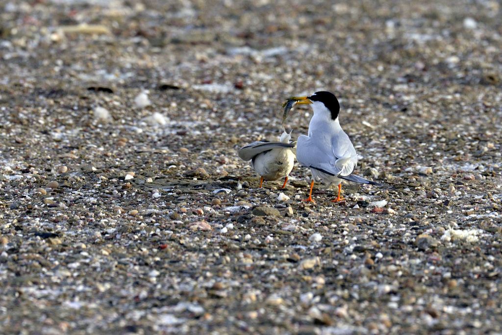 Andorinha-do-mar-anã (Sternula albifrons)