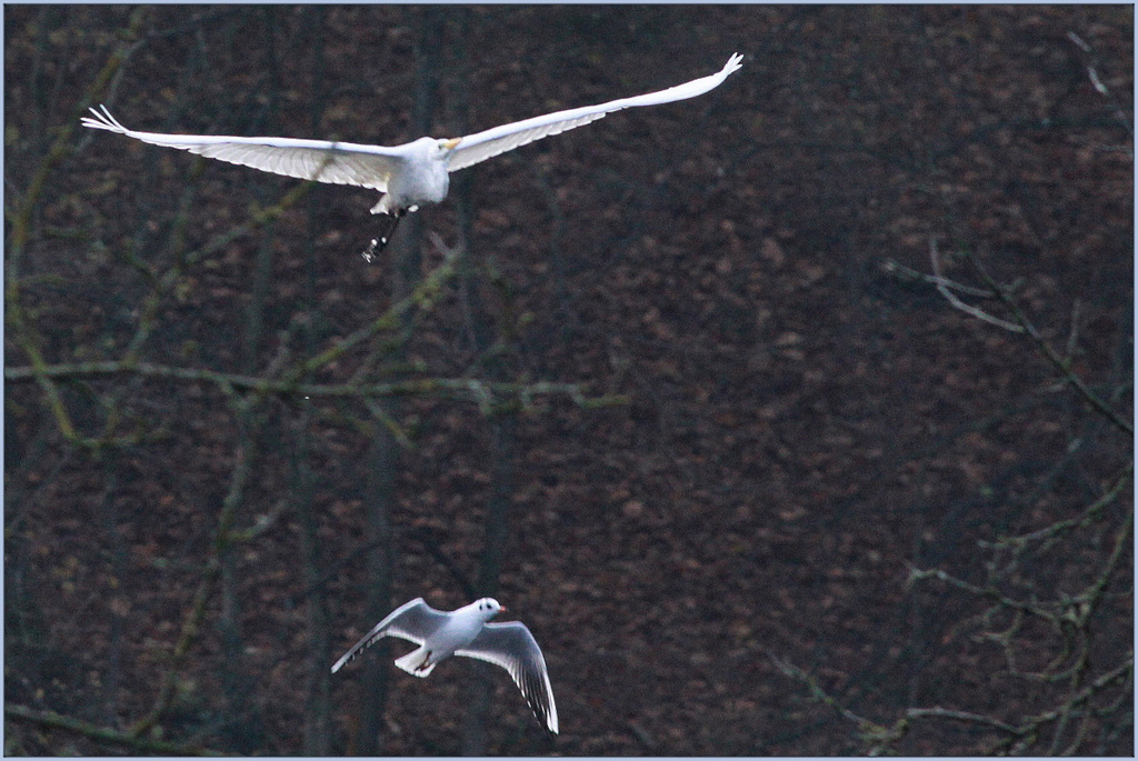 Grande Aigrette