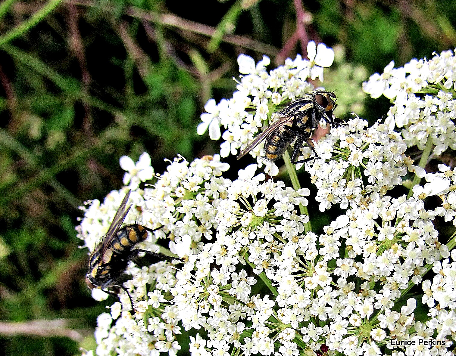 Flies On Wild Carrot.