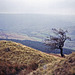 View along Alport Dale towards the River Alsop (Scan from Oct 1990)