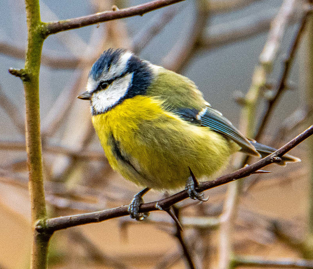 Blue tit