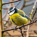 Blue tit