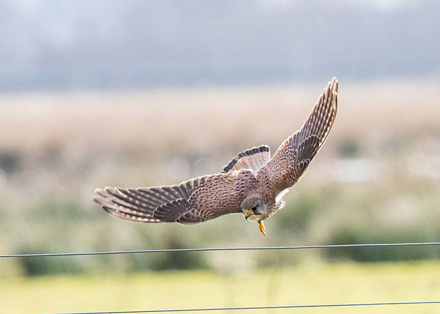 ipernity: Kestrel diving at prey - by Maeluk