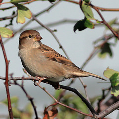 EOS 90D Peter Harriman 11 43 57 49250 sparrow dpp