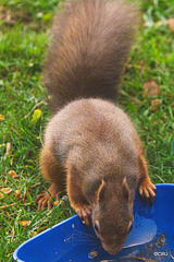 Red Squirrel