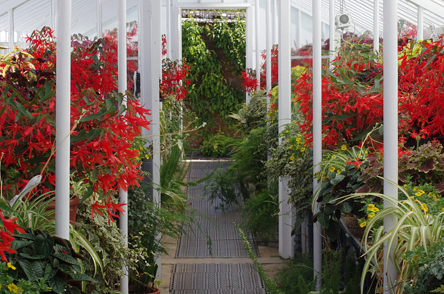 Begonia, Coleus and that