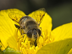 Eristalis tenax