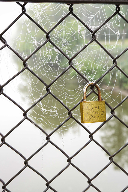 locked in  a web