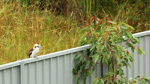 Kooka by the Red Gum tree HFF 19 August 2022